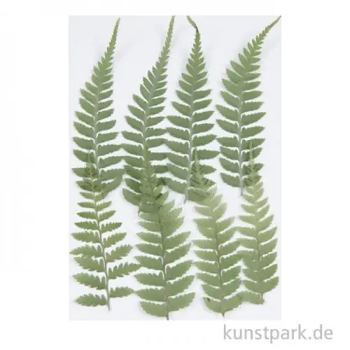 Gepresste Pflanzen - Kleiner Farn, 8 Stück Gratis Versand