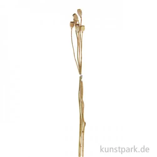 Getrocknete Mohnkolben, 6 Stück als Bund Geprüft