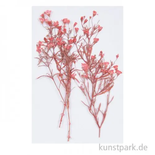 Angebot Gepresste Pflanzen - Schleierkraut Rot, 4 Stück