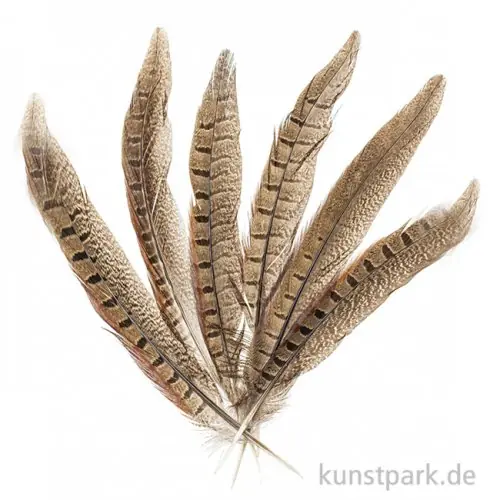 Fasanenfedern, 20 - 25 cm, 12 Stück Nur Heute