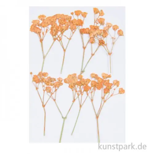 Mengenrabatt Gepresste Blüten - Schleierkraut Orange, 8 Stück