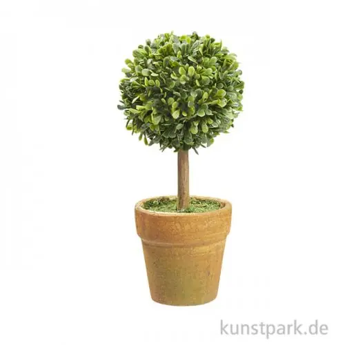 Premium Mini Buchs-Baum mit Topf, 15 cm