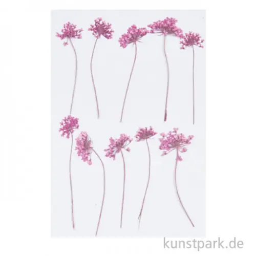 Gepresste Blüten - Ammi Pink, 8 Stück Billig