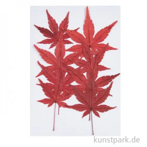 Gepresste Pflanzen - Ahornblatt, 8 Stück Nur Heute