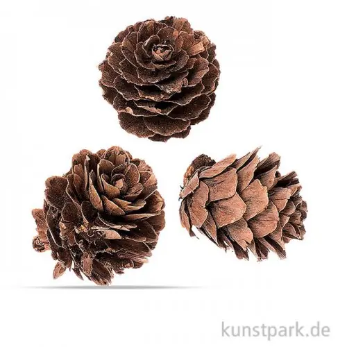 Tannezapfen 2 - 3 cm, 60g Bestseller