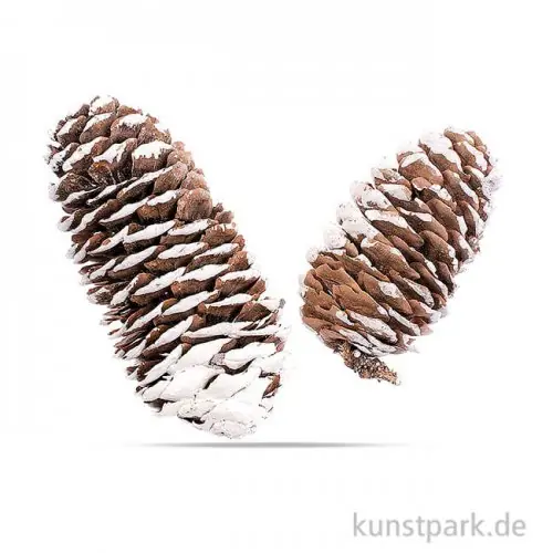 Sale Fichtenzapfen 6 - 8 cm, 50g