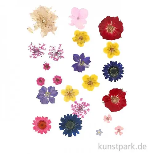Gepresste Blüten - verschiedene Farben Top-Seller