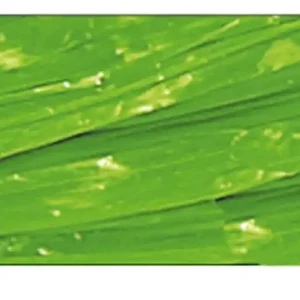 Solange Der Vorrat Reicht Edelbast glänzend hellgrün, 30 m